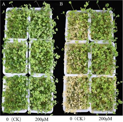 Exogenous application of salicylic acid improves freezing stress tolerance in alfalfa